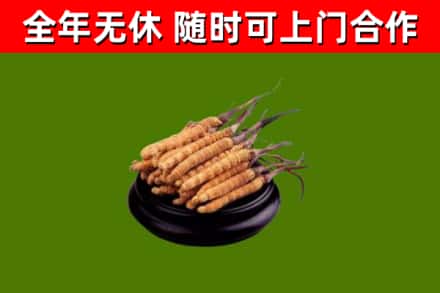 文山烟酒回收冬虫夏草.jpg